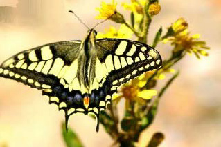 Insecten