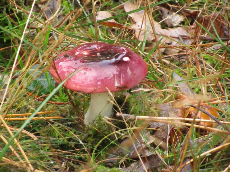 Paddenstoelen