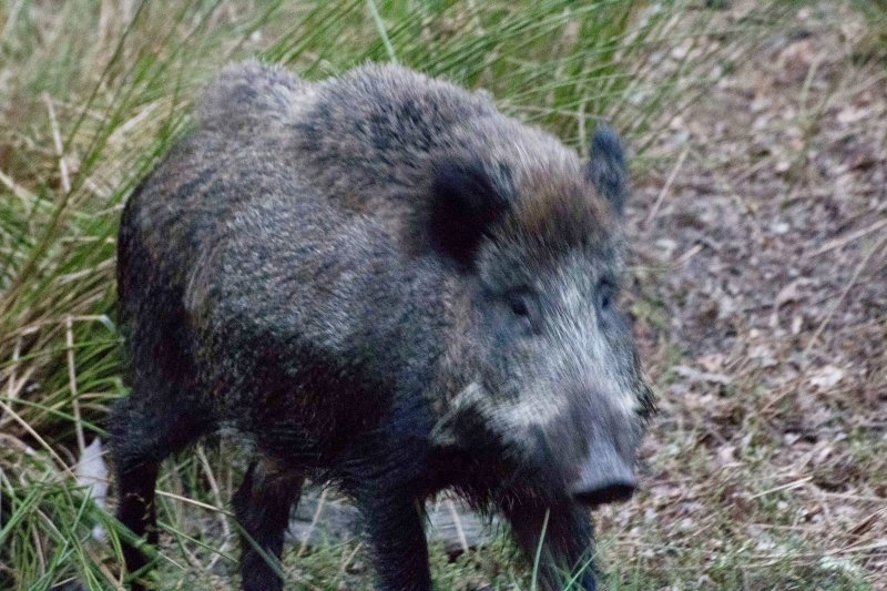 Zoogdieren – vleermuizen
