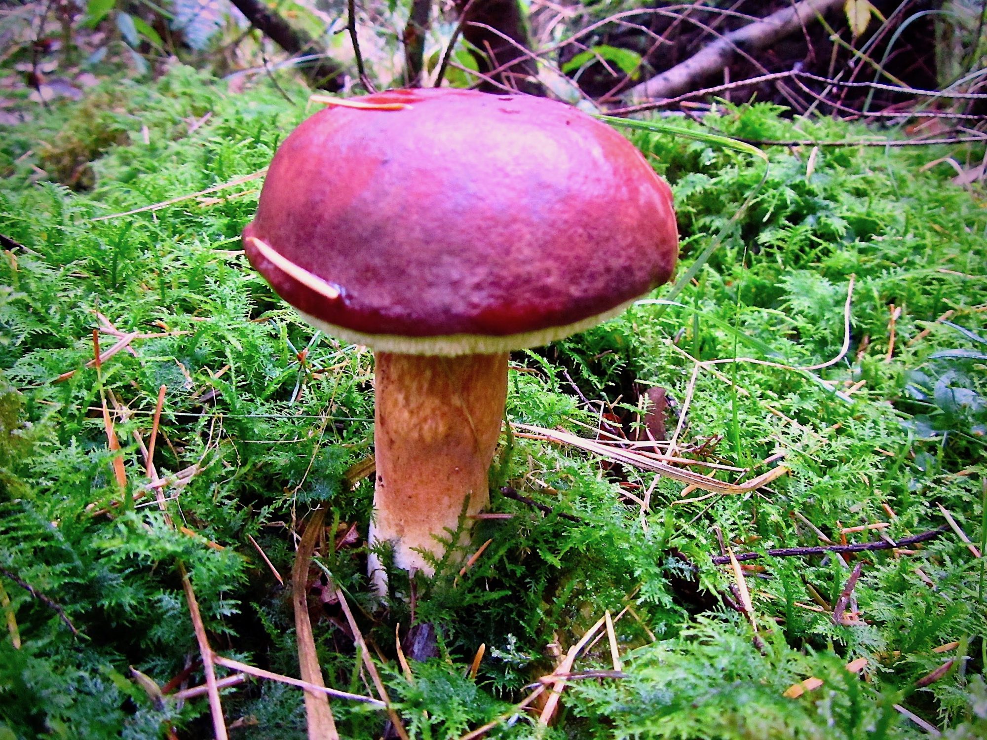 Werkgroep paddenstoelen – inventarisatie Tongerense Veen
