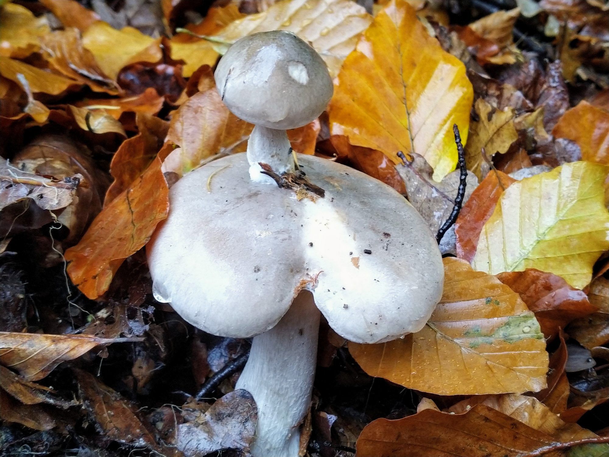 Werkgroep paddenstoelen – inventarisatie Zandhegge Wenum Wiesel
