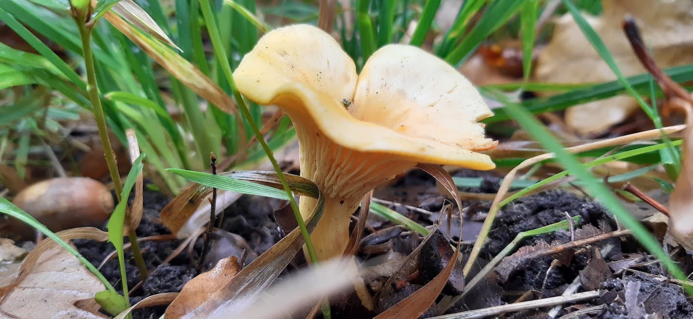 Werkgroep paddenstoelen – inventarisatie Vuursteenberg Wezep