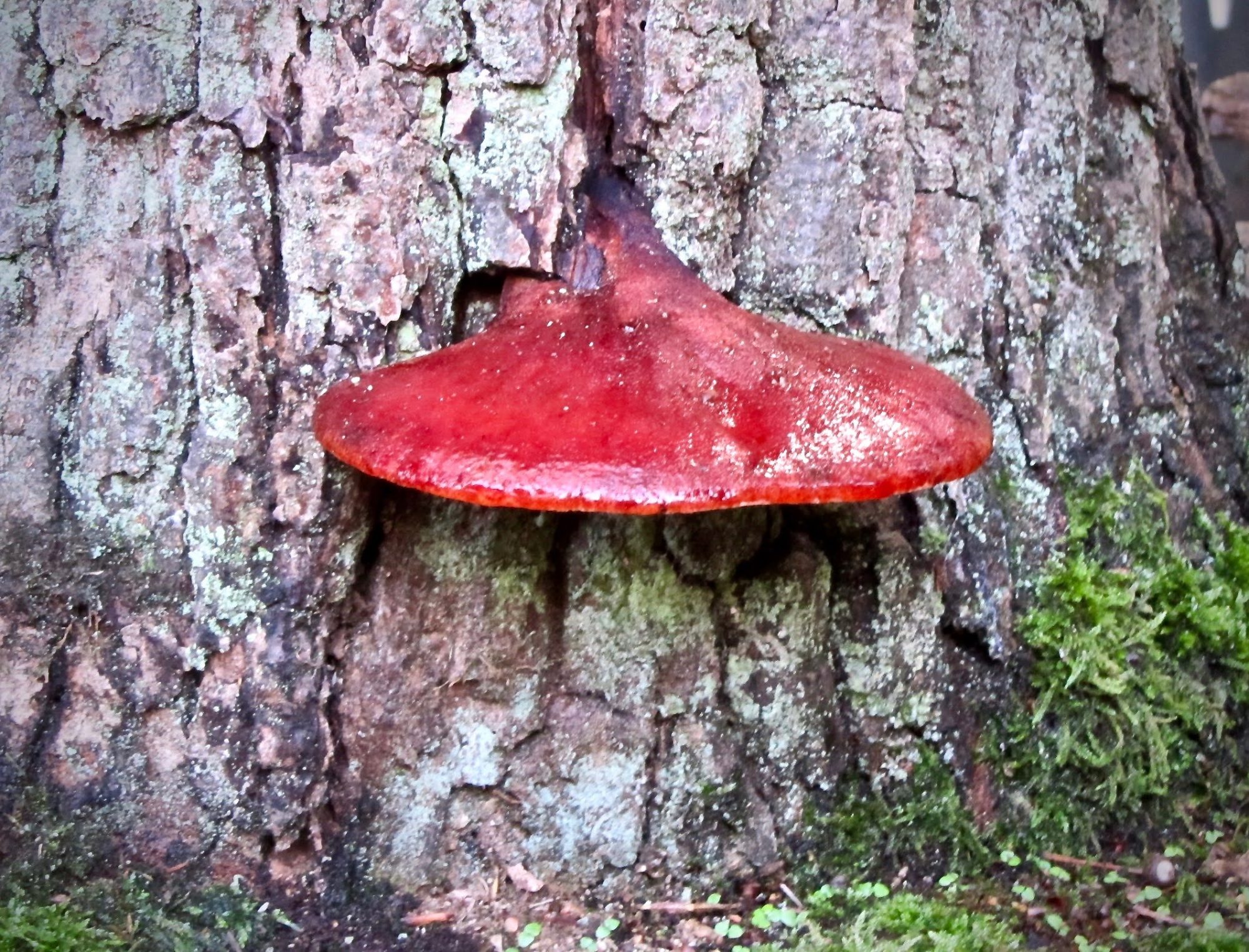 Werkgroep paddenstoelen – inventarisatie reservedatum