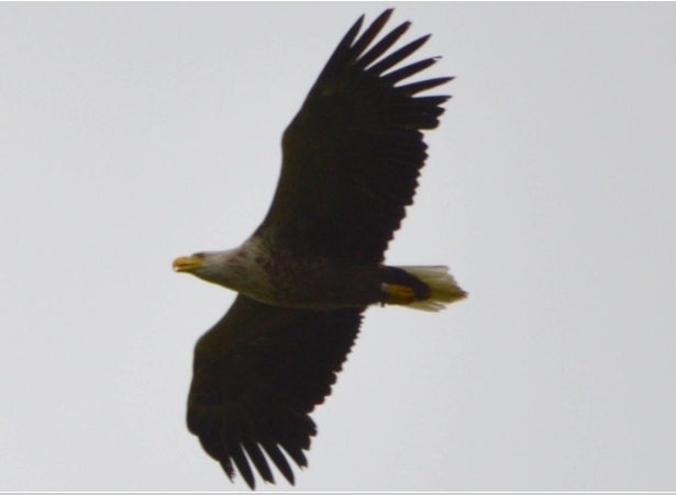 Vogelwerkgroep – excursie