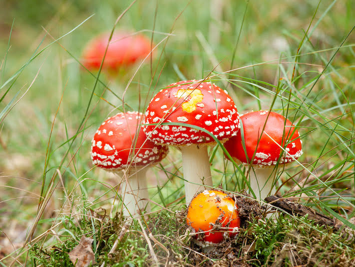 Werkgroep paddenstoelen – publieksexcursie