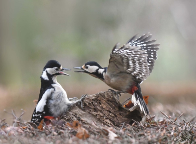 Rapport over Broedvogels van de Renderklippen