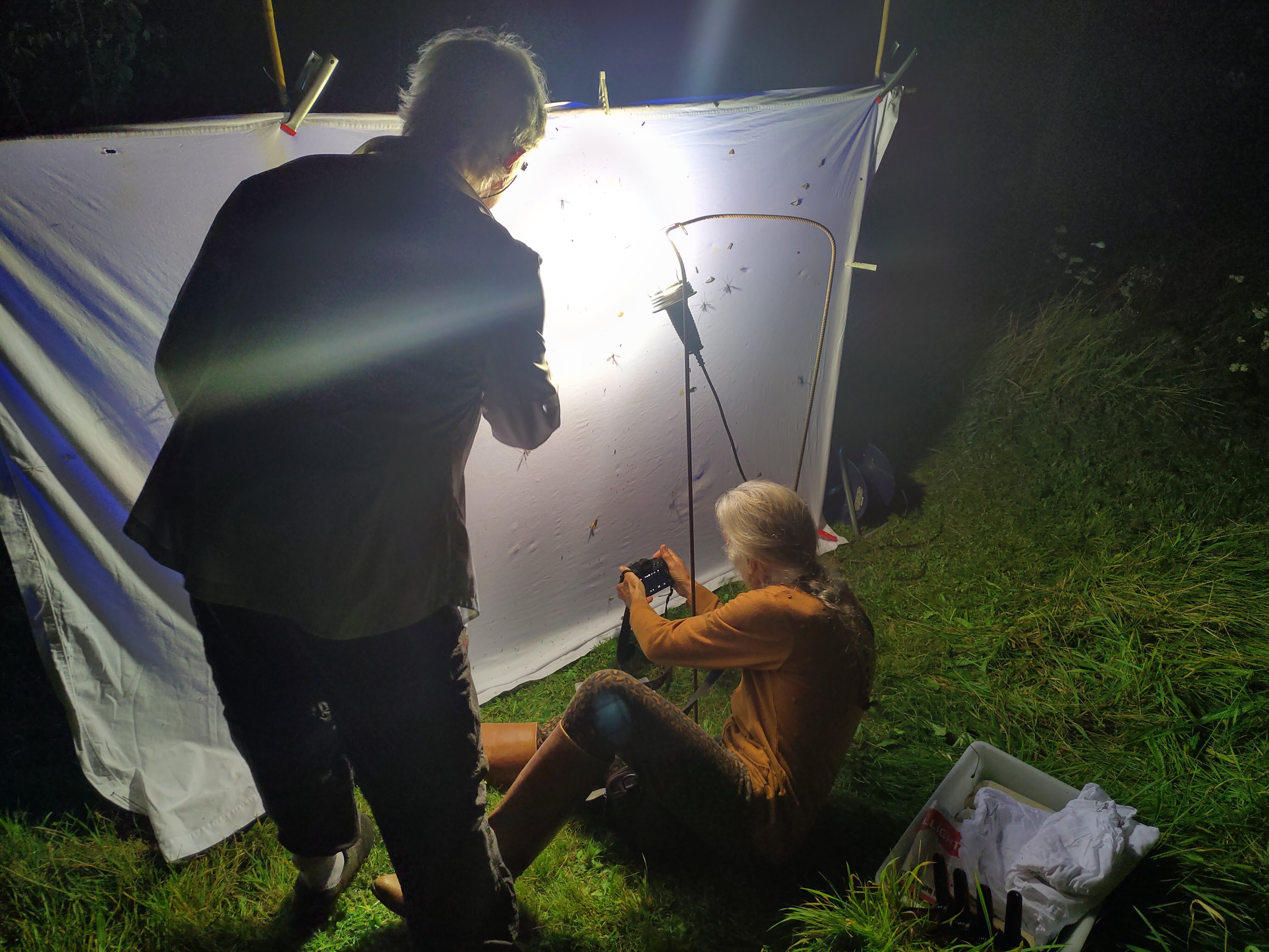 Nacht van verwondering – ga mee nachtvlinders zoeken