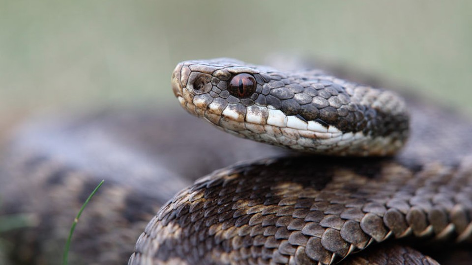 Reptielen en amfibieën