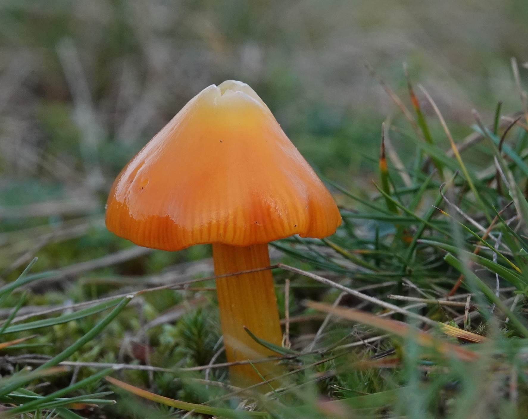 Werkgroep paddenstoelen – excursie