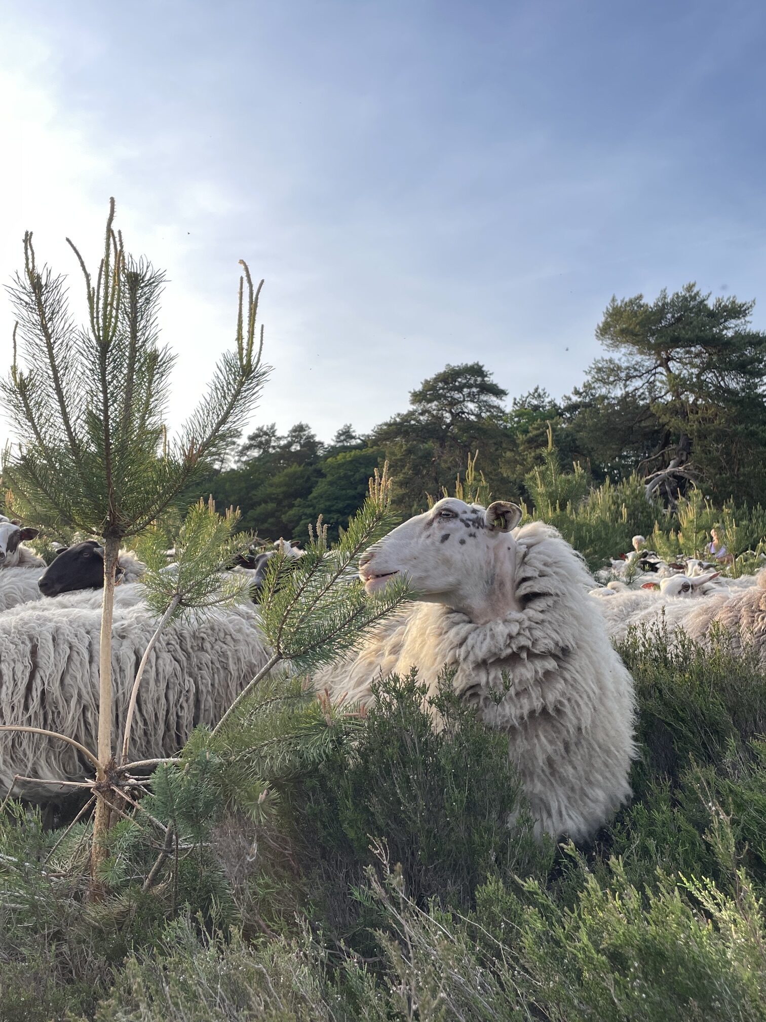 Natuurwerkdag