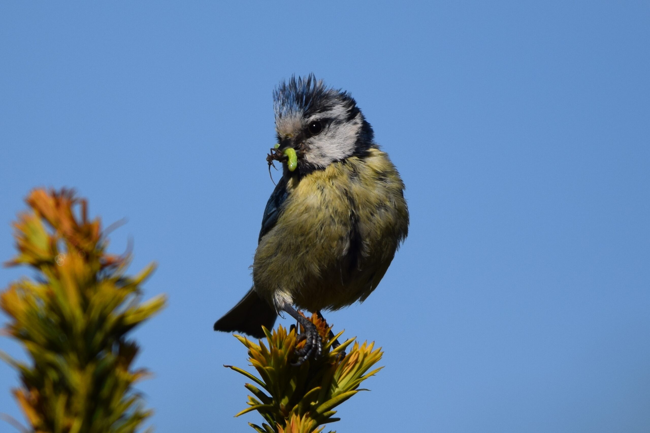 Extra mini-vogelcursus -volgeboekt