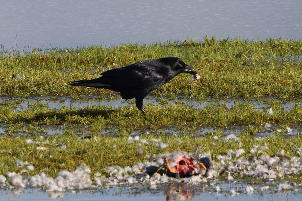 Lezing over Raven