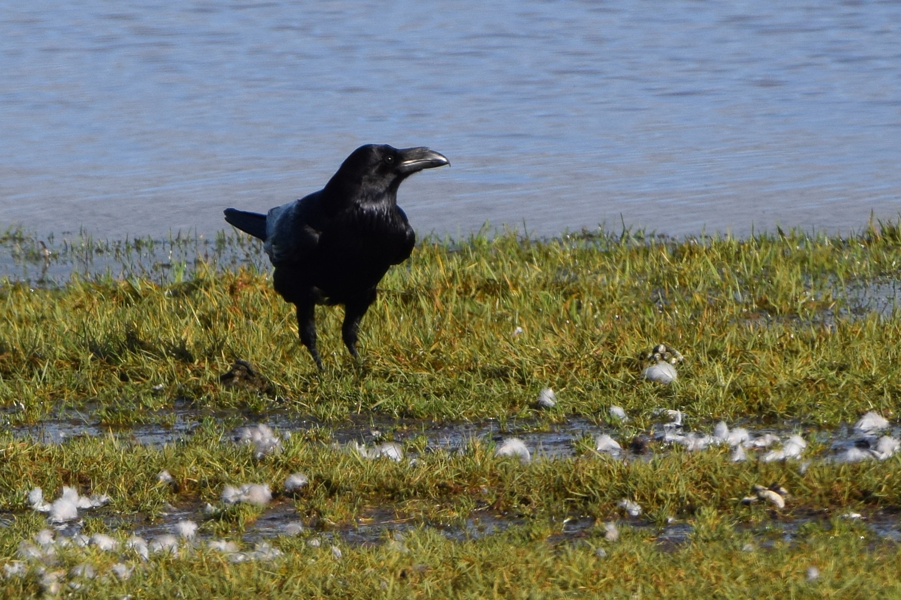 Ravenlezing op 28 oktober